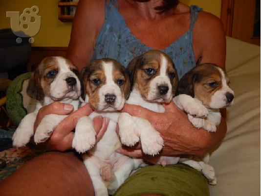PoulaTo: Πανέμορφα κουτάβια Beagle.